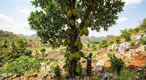 Pohon nangka